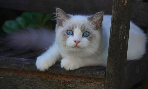 cats2 0191