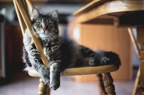 cats2 0193