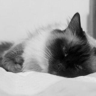 cats2_0204