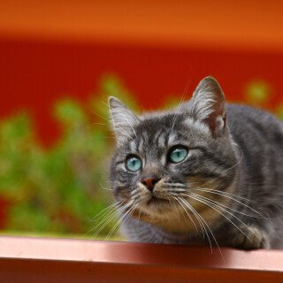 cats2_0205