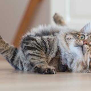 cats2_0206