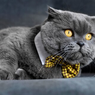cats2_0212