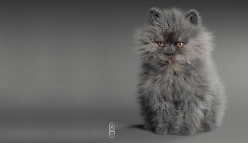 cats2 0213