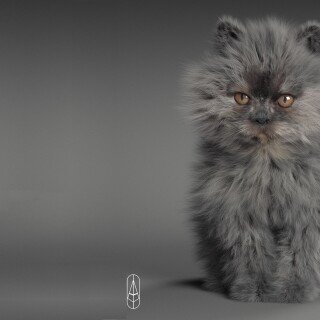 cats2_0213