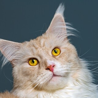 cats2_0216