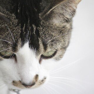 cats2_0227