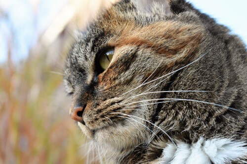 cats2 0228
