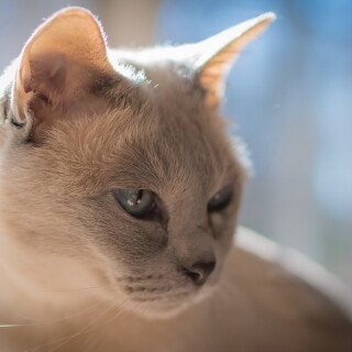 cats2_0229