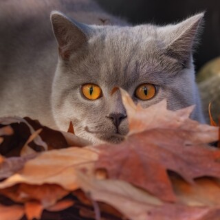 cats2_0236