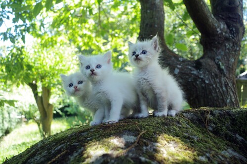 cats2_0238.jpg