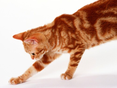 cats2 0239