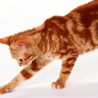cats2_0239
