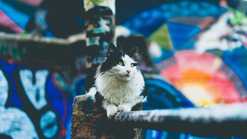 cats2 0256