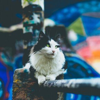 cats2_0256