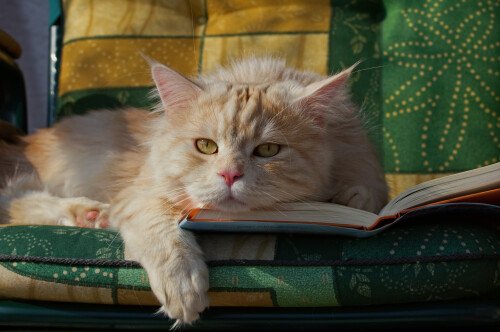 cats2 0257