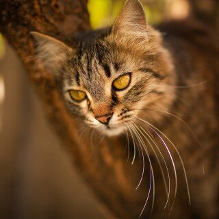 cats2_0260