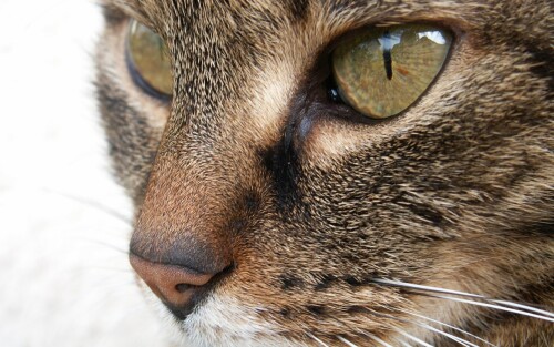cats2 0261