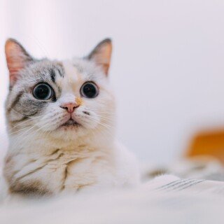 cats2_0265
