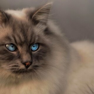 cats2_0267