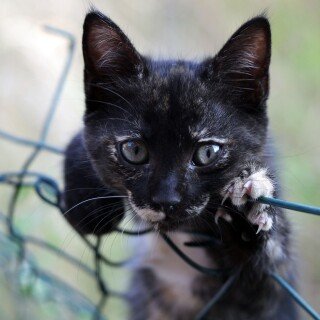 cats2_0268