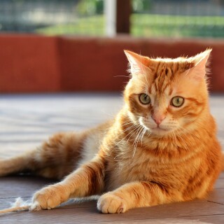 cats2_0270