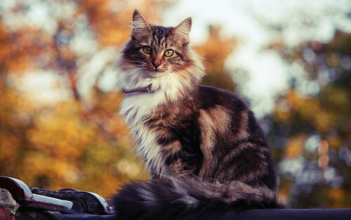 cats2 0271