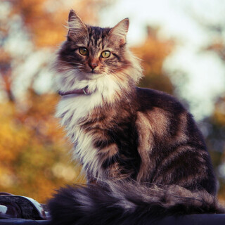 cats2_0271