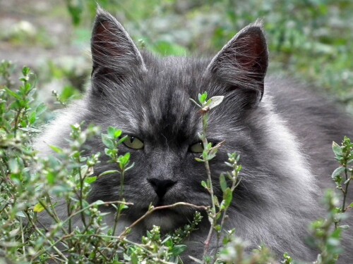 cats2 0272
