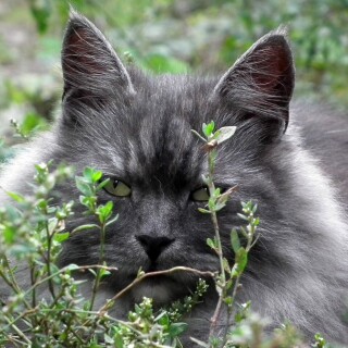 cats2_0272