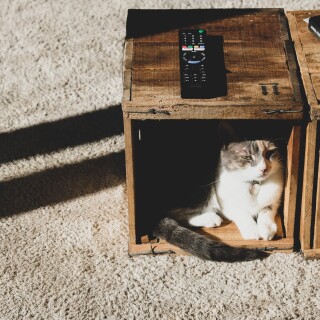 cats2_0285