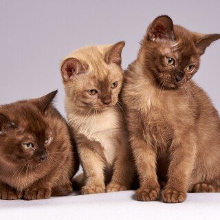 cats2_0297