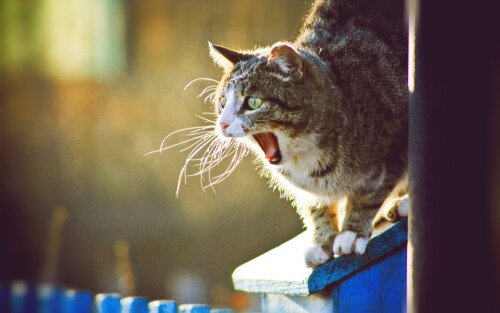 cats2 0302