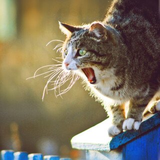 cats2_0302