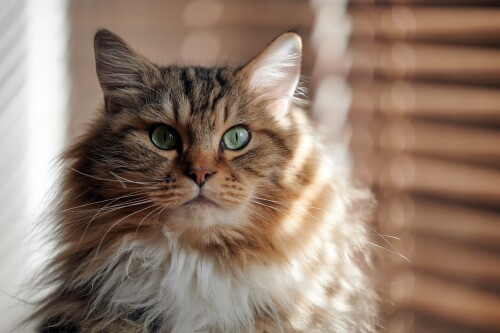 cats2 0304