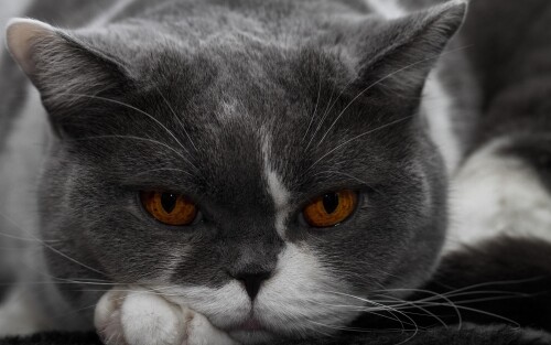 cats2 0306