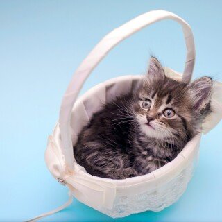 cats2_0307