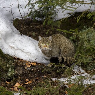 cats2_0318