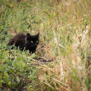 cats2_0322