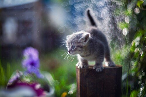 cats2 0323