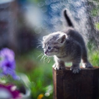 cats2_0323