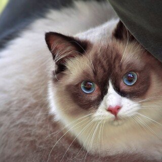 cats2_0330