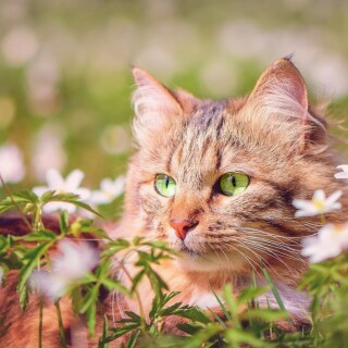 cats2_0331