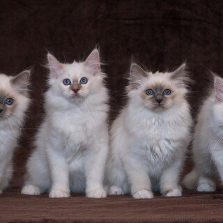 cats2_0332