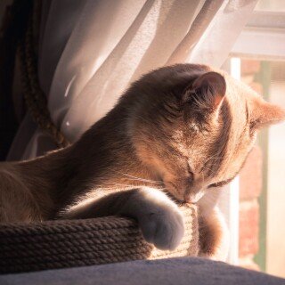 cats2_0333