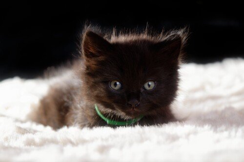 cats2 0344