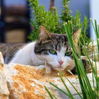 cats2_0354