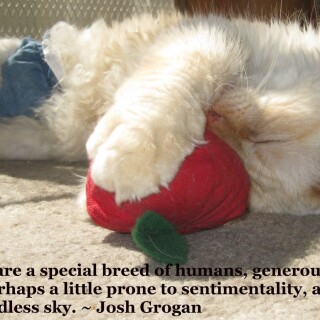 cats2_0356