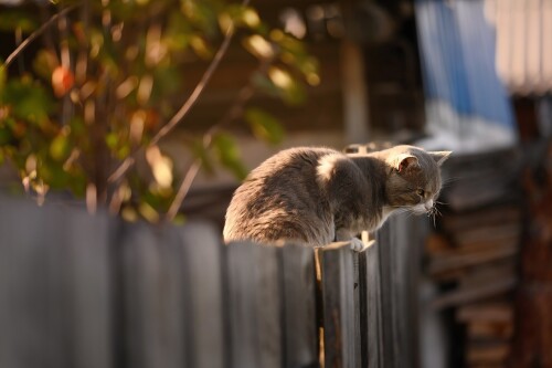 cats2 0358