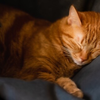cats2_0360
