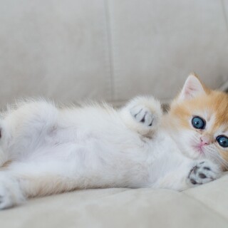 cats2_0361